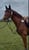 Horse ad