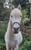 Horse ad