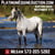 Horse ad