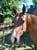 Horse ad