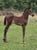 Annuncio cavallo