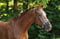Horse ad