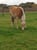 Annonce cheval