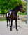 Paardadvertentie