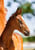 Annuncio cavallo
