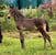 Annuncio cavallo