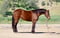 Annuncio cavallo