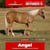 Paardadvertentie