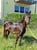 Annuncio cavallo