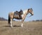 Horse ad