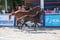 Horse ad