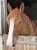 Horse ad