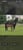 Annuncio cavallo