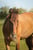 Annuncio cavallo