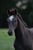 Annuncio cavallo