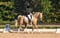 Horse ad
