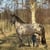 Horse ad