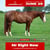 Horse ad