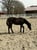 Annuncio cavallo