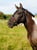 Annonce cheval