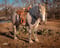 Horse ad