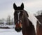 Horse ad