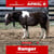 Horse ad