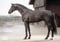 Annuncio cavallo