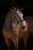 Annuncio cavallo