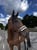 Horse ad
