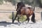 Annuncio cavallo