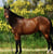 Horse ad
