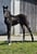 Horse ad