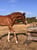 Annonce cheval