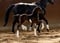 Annuncio cavallo