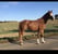 Horse ad