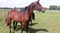 Annonce cheval