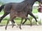 Annonce cheval