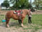 Anuncio de caballos