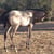 Annuncio cavallo
