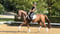 Horse ad