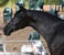 Horse ad