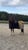 Horse ad