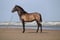 Annuncio cavallo