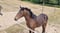 Annonce cheval