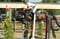 Horse ad