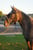 Annonce cheval