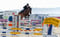 Horse ad