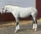 Annuncio cavallo