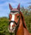 Horse ad